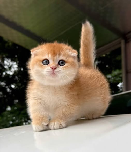 Munchkin Fold