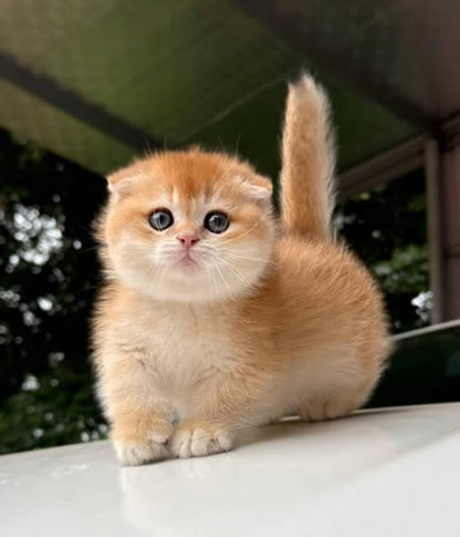 Munchkin Fold
