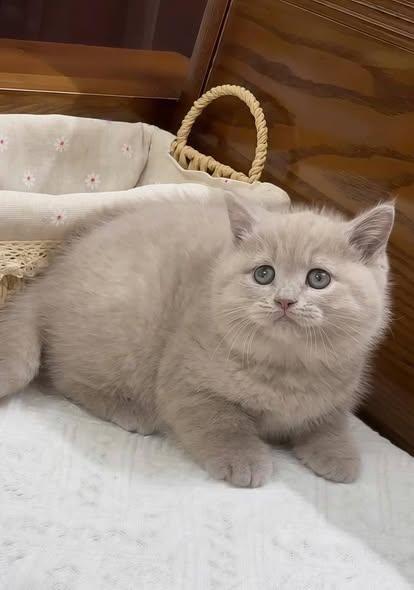 British Shorthair