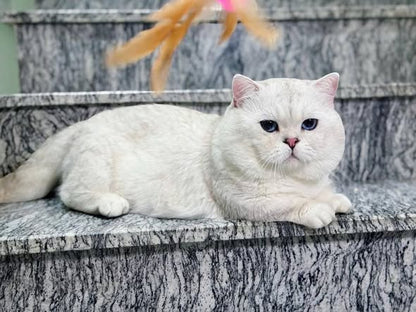 Munchkin