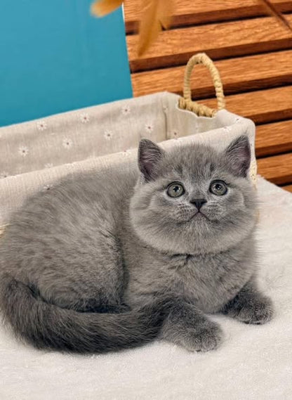 British Shorthair