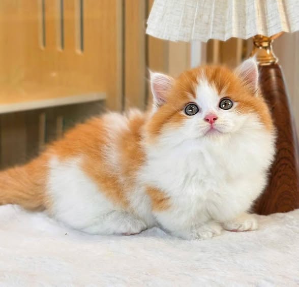 Munchkin Longhair