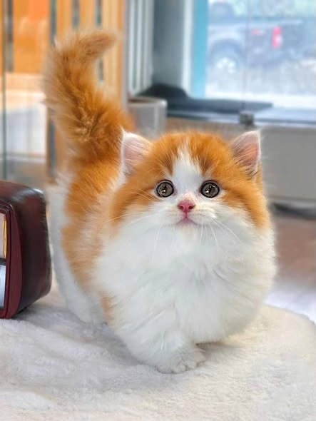 Munchkin Longhair
