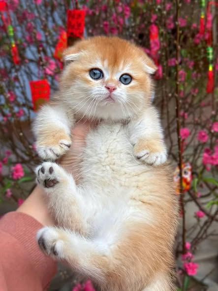 Munchkin Fold