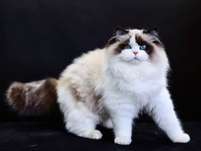 Ragdoll