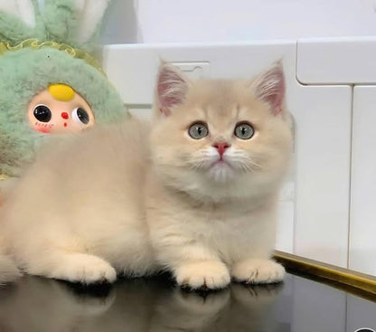Munchkin