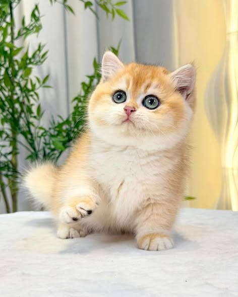 Munchkin