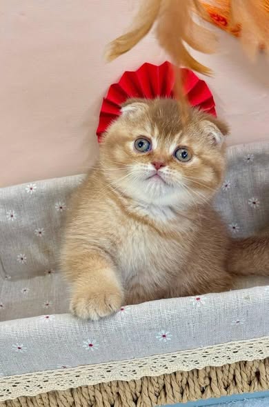 Scottish Fold