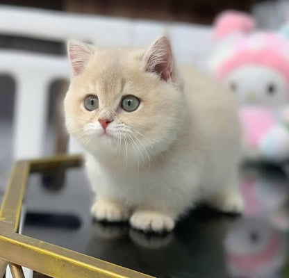 Munchkin
