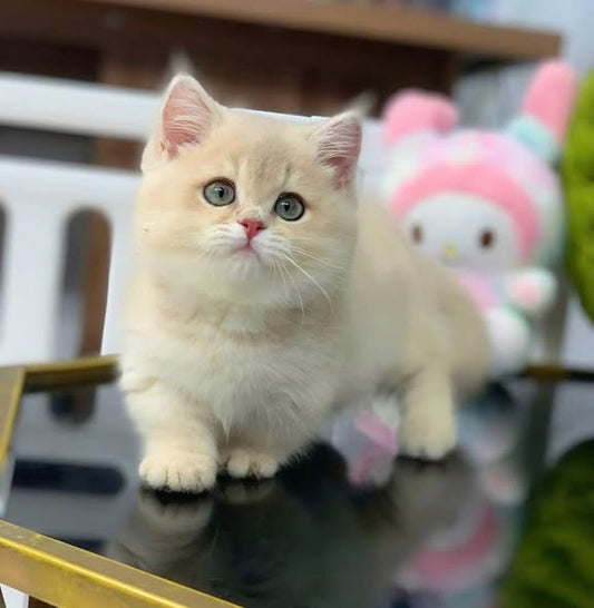 Munchkin