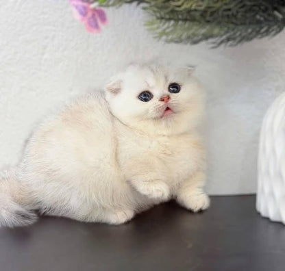 Munchkin Fold