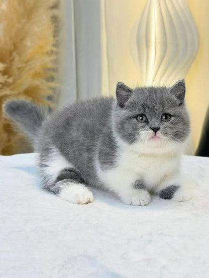 Munchkin
