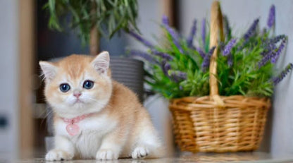British Shorthair