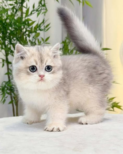 British Shorthair
