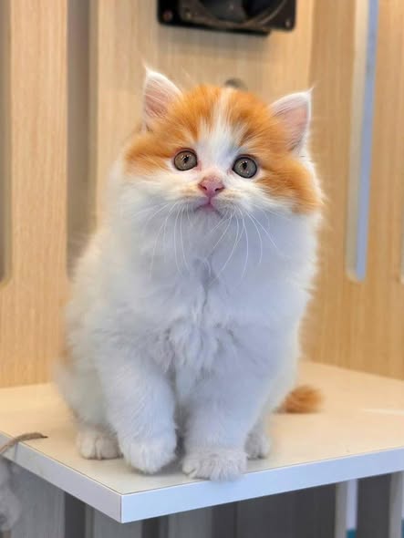 British Longhair