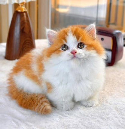 Munchkin Longhair