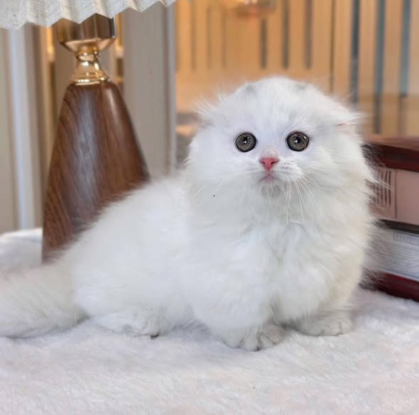 Munchkin Fold Longhair