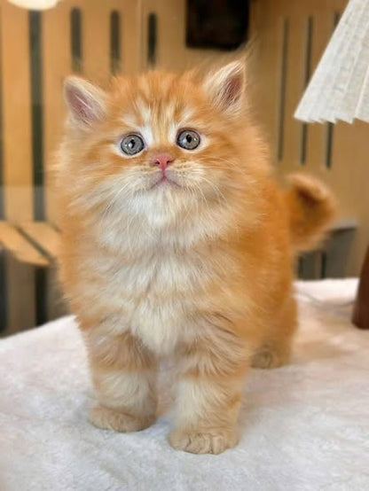 British Longhair
