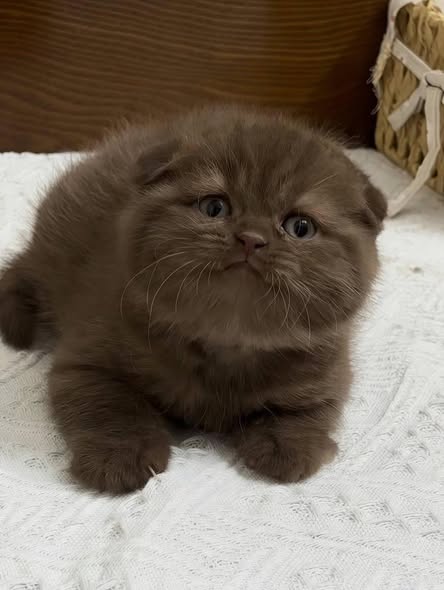 Scottish Fold