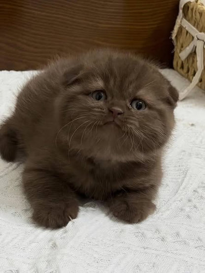 Scottish Fold
