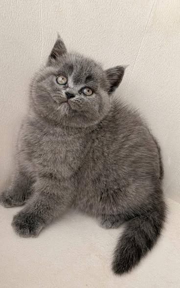 British Shorthair
