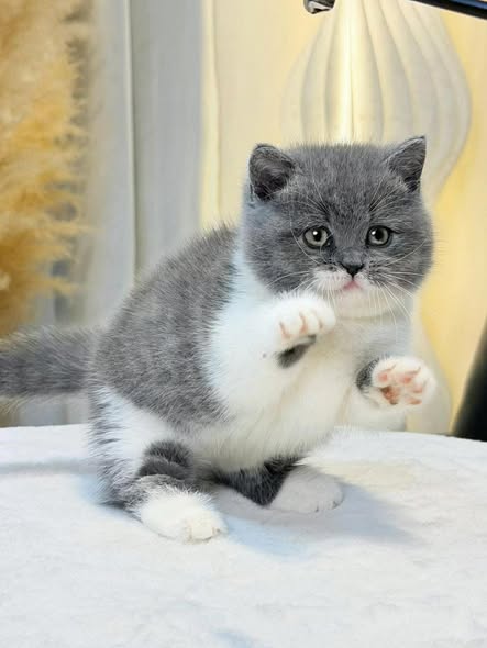Munchkin