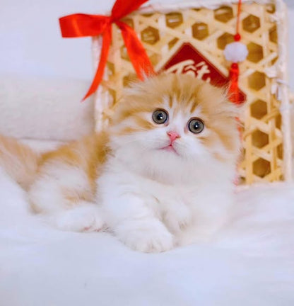Munchkin Fold Longhair