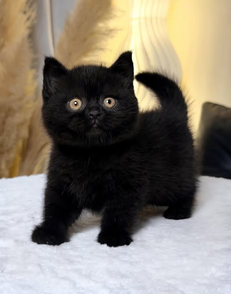 British Shorthair