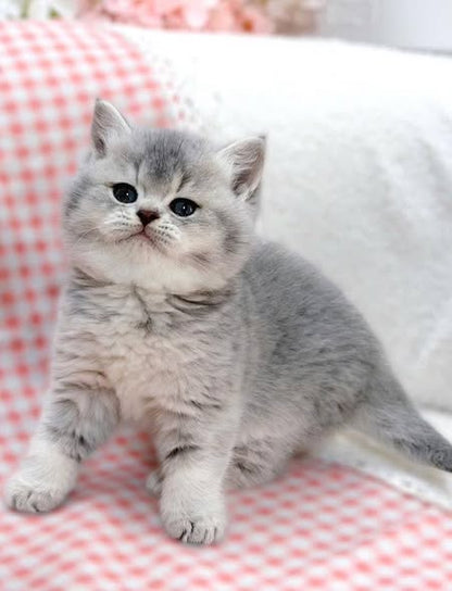 British Shorthair