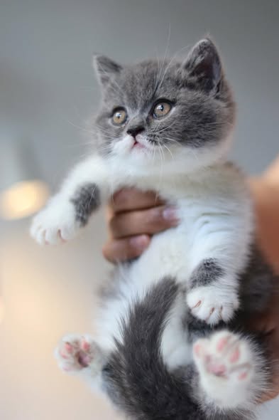 Munchkin