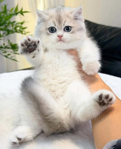 British Shorthair