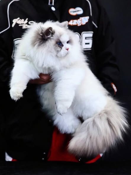Ragdoll
