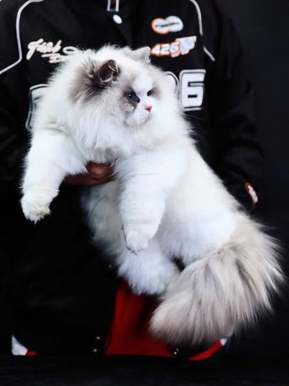 Ragdoll