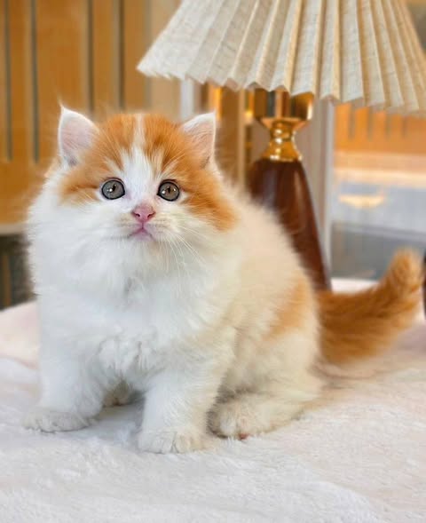 British Longhair