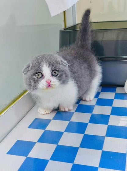 Munchkin Fold