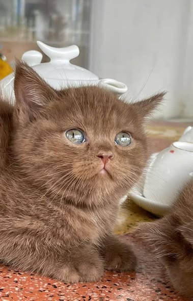 British Shorthair