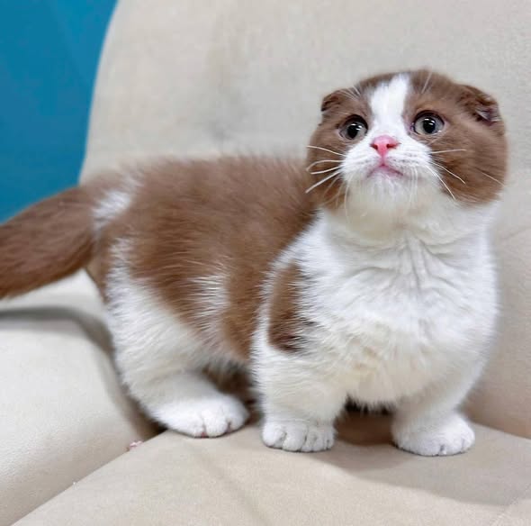 Munchkin Fold