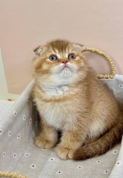 Scottish Fold