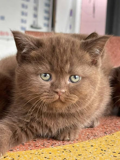 British Shorthair