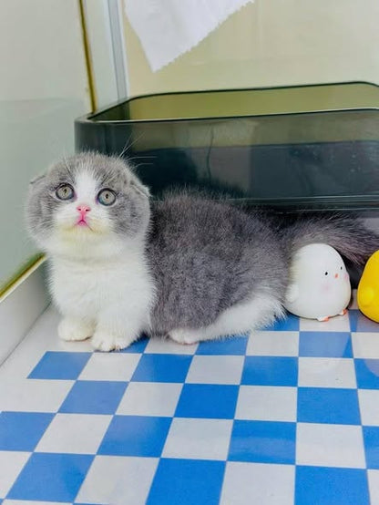 Munchkin Fold