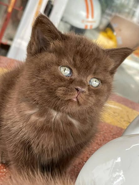 British Shorthair
