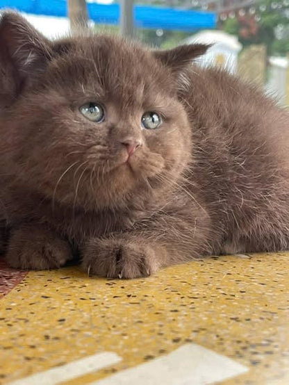 British Shorthair