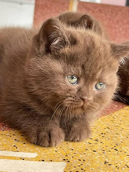 British Shorthair