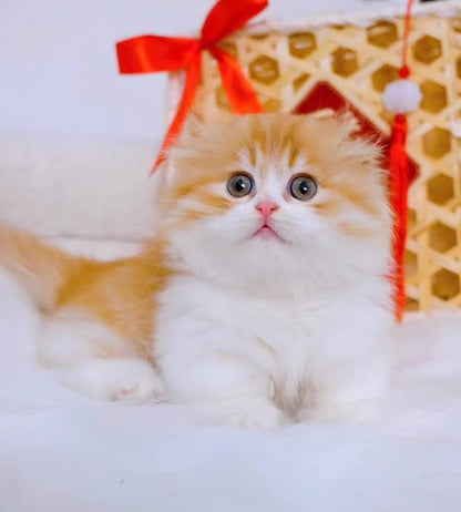 Munchkin Fold Longhair