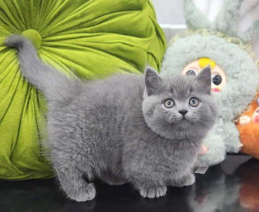 Munchkin