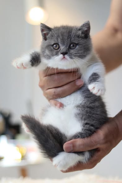 Munchkin