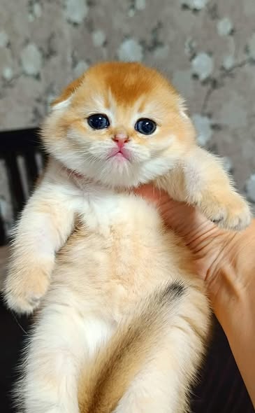 Scottish Fold