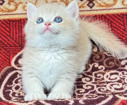 Munchkin