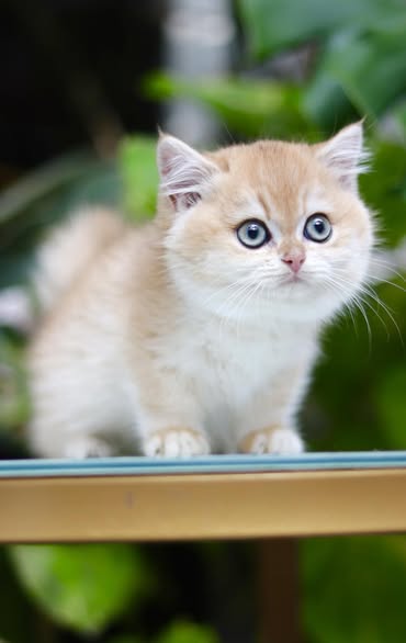 Munchkin