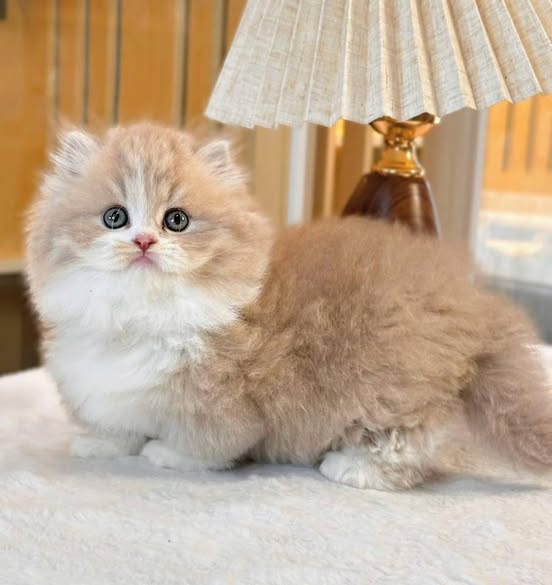 Munchkin Longhair